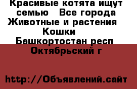 Красивые котята ищут семью - Все города Животные и растения » Кошки   . Башкортостан респ.,Октябрьский г.